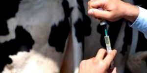 البيض.. تلقيح ألاف الأبقار ضد مرض التهاب الجلد العقدي