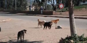 حملة للقضاء على الكلاب الضالة ببلديات الحراش 