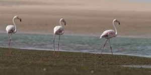 أم البواقي.. قبلة الباحثين عن المناطق الرطبة وموطن الطيور النادرة