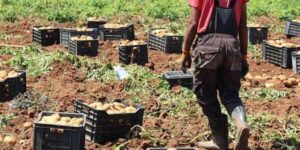 عين الدفلى.. ترقب محصول جيد من البطاطس الموسمية