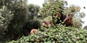 تلمسان.. توقع إنتاج قياسي لمحصول الزيتون