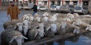 لحماية الثروة الحيوانية… تمديد غلق أسواق الماشية على مستوى ولاية ميلة