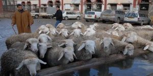 عنابة.. مربو المواشي والأبقار يطالبون الوالي بالتدخل لتسوية وضعيتهم