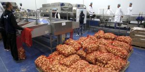 خلال الـ15 يومًا الأخيرة… الجزائر تصدر 8 آلاف طن من المحاصيل الفلاحية نحو ليبيا