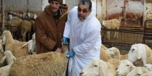 عمليات تحسيسية للمواطنين للتعرف على سلامة لحم الأضحية… 11 ألف طبيب بيطري لمراقبة وفحص أضاحي العيد