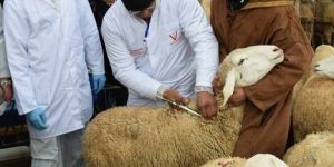 قسنطينة… تخفيضات استثنائية للمواطنين في أضاحي العيد