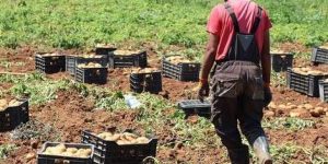 محصول قياسي من البطاطا الموسمية بمستغانم