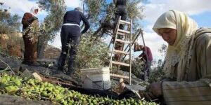 موسم جني الزيتون… مناسبة للاحتفال وتجديد التمسك بالتقاليد المتوارثة