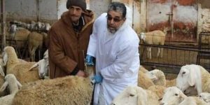 النعامة: غلق أسواق المواشي كإجراء احترازي لتفادي الحمى القلاعية للأغنام