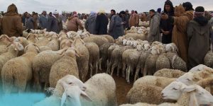 غلق أسواق الماشية مؤقتا في المسيلة