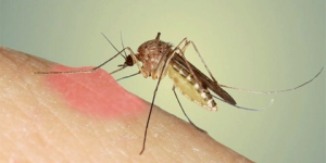 سقوط الأمطار يوفر لها بيئة مثالية للتكاثر… بعوضة النمر تثير مخاوف سكان شرق العاصمة