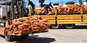 تفريغ 15 ألف طن من البطاطا في 13 ولاية جديدة لكسر الأسعار
