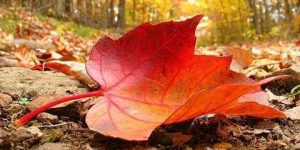 يا شبه الخريف