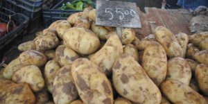 عبر تسويقها مباشرة لكسر المضاربة في الأسعار..  تموين نقاط البيع بالبطاطا الموسمية بسعر 55 دينار