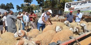 وهران ..تحديد 60 نقطة لبيع المواشي بمناسبة عيد الأضحى