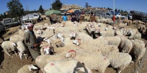 للحد من انتشار الحمى القلاعية.. غلق مؤقت لسوقين للماشية بسطيف