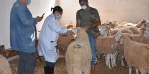 إطلاق حملة تلقيح على المستوى الوطني ضد الحمى القلاعية 