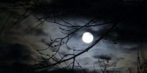 سكون الليل الصاخب