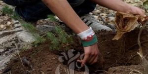 التحضير لحملة غرس الأشجار نهاية هذا الشهر