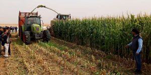 الوادي.. انطلاق تجربة حصاد الذرة الصفراء