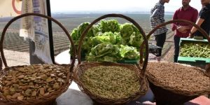 معسكر.. ترقب إنتاج أكثر من 6100 قنطار من البقوليات