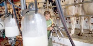 إنتاج أزيد من 95 مليون لتر من الحليب الطازج بمستغانم