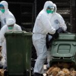 أوروبا تشهد أسوأ موجة إنفلونزا طيور في تاريخها