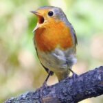 سنريهم آياتنا في الآفاق.. تسبيح الكائنات 