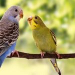 سنريهم آياتنا في الآفاق.. الساعة البيولوجية عند الكائنات الحية