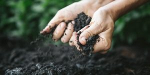 سنريهم آياتنا في الآفاق.. الاستطباب بالريق والتراب