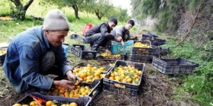 قالمة.. توقع إنتاج قياسي من الحوامض