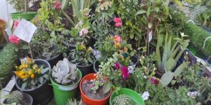 دراسة: ممارسة نشاط الزراعة والبستنة تحمي من السرطان