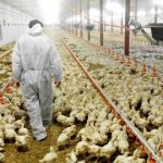 مربو الدواجن بالكاليتوس يشكون نقص الأدوية