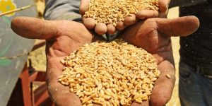 تقرير دولي يكشف وضع الأمن الغذائي في البلدان المغاربية