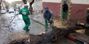 باش جراح تتخلص من نفاياتها الخضراء 