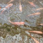 عين الدفلى.. استزراع 150 ألف وحدة من صغار السمك البلطي الأحمر سنة 2024