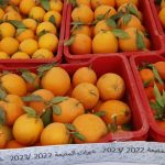 العاصمة و البليدة تستعدان للمعرض الوطني للحمضيات 