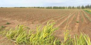 العقار الفلاحي لمن يستغله بسعيدة