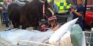 تطلب وداع حصانها قبل موتها بساعات