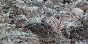 نتائج مشجعة تفتح آفاقا واعدة في شعبة تربية طائر السمان بتوقرت