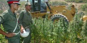 المغرب يستعين بشركة صهيونية لتصنيع ومضاعفة انتاج مخدر القنب الهندي