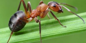 سنريهم آياتنا في الآفاق.. الإعجاز في قصة النمل مع سيدنا سليمان