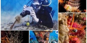 الجمهور يغوص في أعماق البحر عبر عدسة 14مبدعا