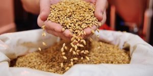 خنشلة.. توقع زيادة معتبرة في إنتاج الحبوب