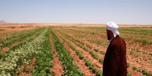 توقرت: عرض مساحات زراعية شاسعة على المنصة الرقمية للاستثمار الوطني