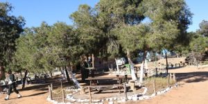 إحصاء أكثر من 100 مساحة خضراء مصنفة ب قالمة