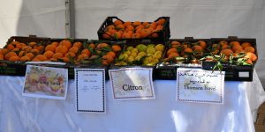 المنيعة.. إنتاج أزيد من 19 ألف قنطار من الحمضيات