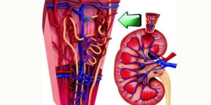 دليلك الأساسي للحفاظ على صحة الكلى