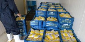 رفع حصة إنتاج الحليب إلى 330 ألف لتر في اليوم بالبليدة