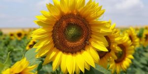 سنريهم آياتنا في الآفاق.. التلقيح عن طريق غبار الطلع